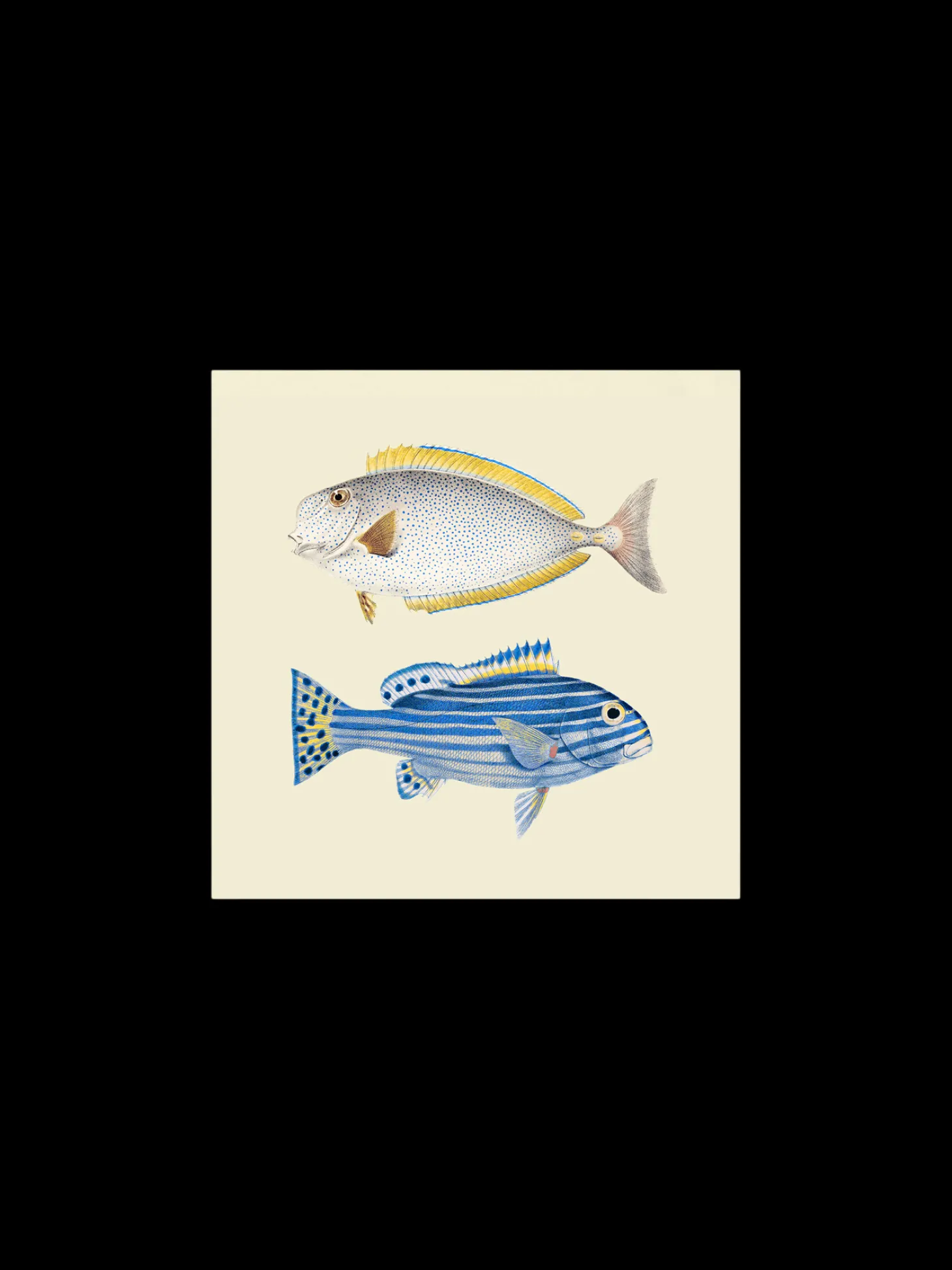 Plakat 24 X 24