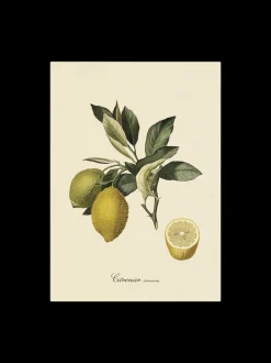 Plakat 50 X 70