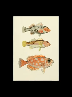 Plakat 50 X 70