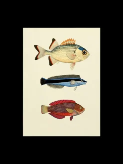Plakat 50 X 70