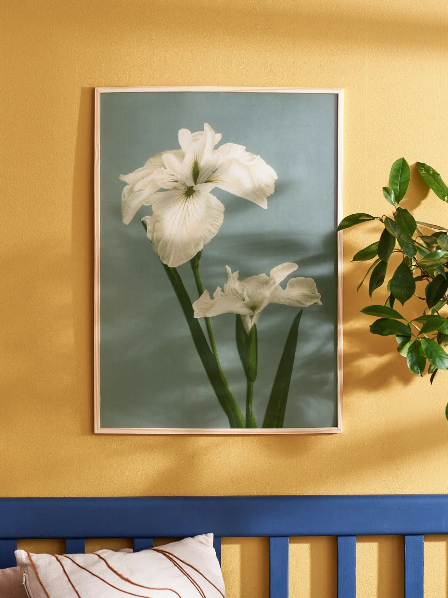 Plakat 50 X 70