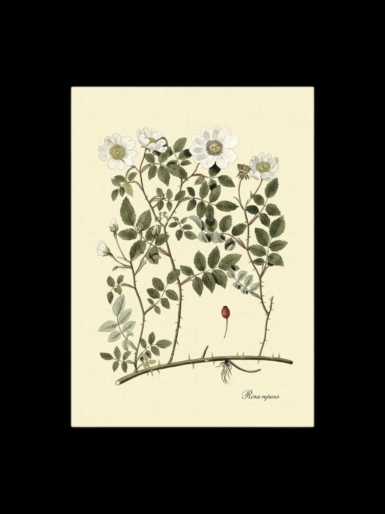 Plakat 50 X 70